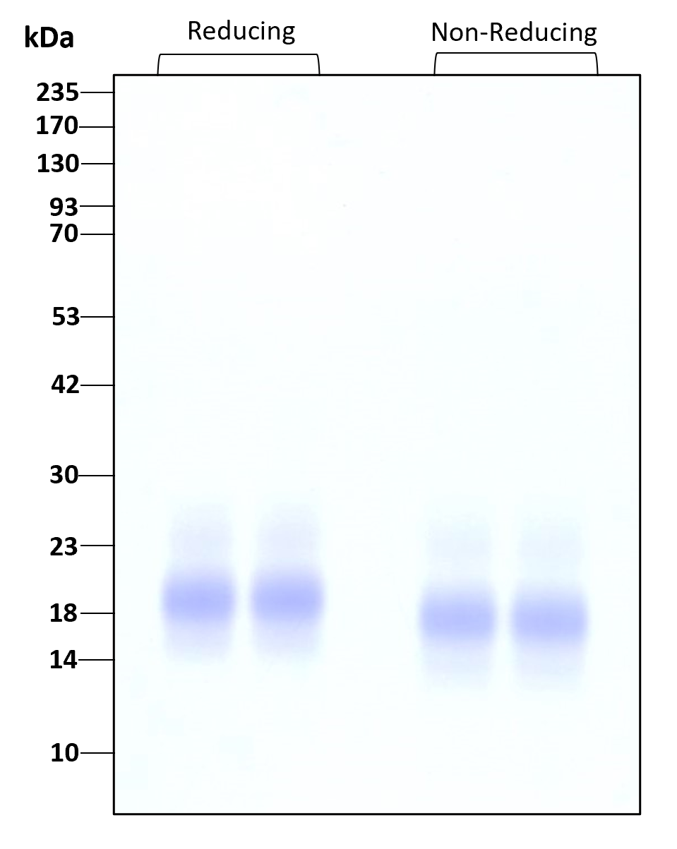 Purity of recombinant human IL-15 was determined by SDS- polyacrylamide gel electrophoresis. The protein was resolved in an SDS- polyacrylamide gel in reducing and non-reducing conditions and stained using Coomassie blue.