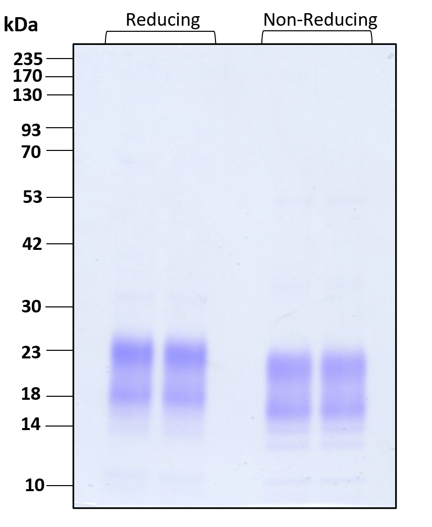 Purity of recombinant human Betacellulin was determined by SDS- polyacrylamide gel electrophoresis. The protein was resolved in an SDS- polyacrylamide gel in reducing and non-reducing conditions and stained using Coomassie blue.