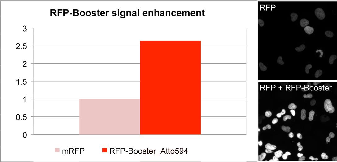 Enhancement of RFP signal with RFP-Booster_Atto594. Comparison of signal intensity of a cell line stably expressing a nuclear RFP-fusion protein before and after RFP-Booster treatment. Microscope: InCell1000.