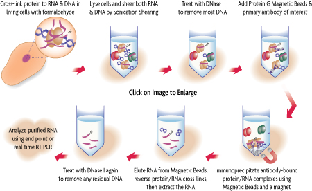 RNA ChIP-IT® | Proteintech