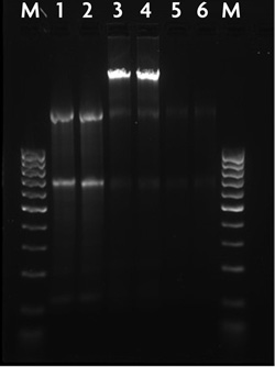 Agarose gel image of nuclear and cytoplasmic RNA isolated withe the RNA Subcellular Isolation Kit