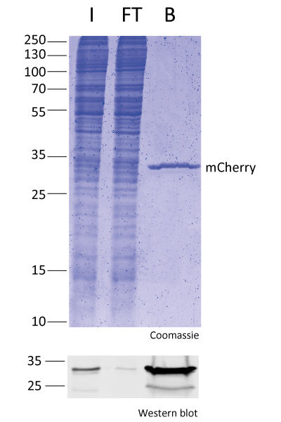 RFP-Trap Magnetic Agarose for immunoprecipitation of RFP and mCherry fusion proteins.I: Input, FT: Flow-through, B: Bound.