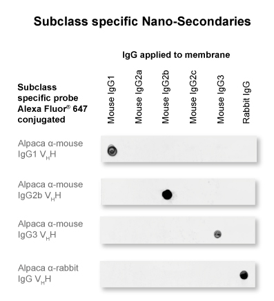 The anti-mouse IgG1 Nano-Secondary is subclass-specific and does not cross-react with IgGs from other commonly used species (here rabbit) and with mouse IgG2b and IgG3 subclasses.