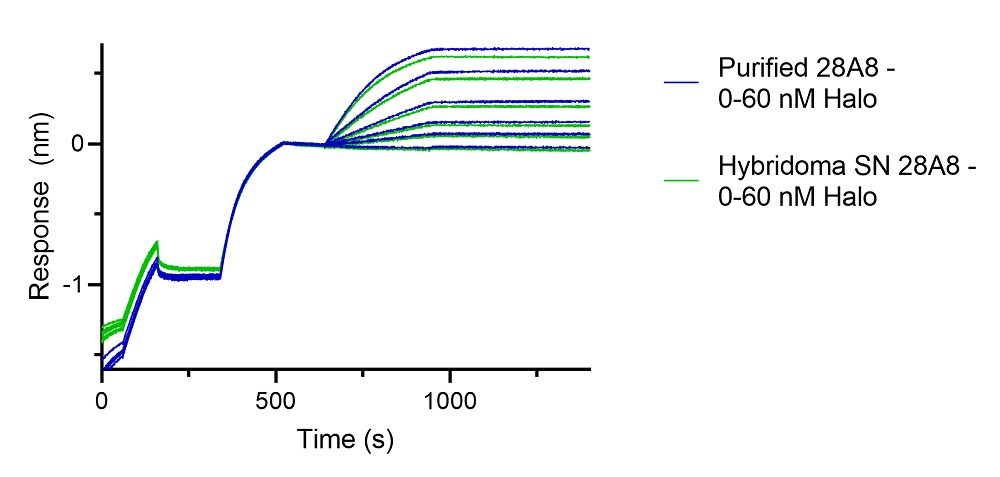 BLI binding kinetics of a purified and a hybridoma supernatant mouse IgG1 anti-Halo antibody to Halo-tag. A purified, monoclonal mouse IgG1 anti-Halo antibody (blue, ChromoTek Halo antibody [28A8]) and a hybridoma supernatant, monoclonal mouse IgG1 anti-Halo antibody (green) were immobilized using Nano-CaptureLigand mouse IgG1, Fc-specific VHH, biotinylated on FortéBio Streptavidin (SA) Biosensors and assayed with different concentrations of Halo-tag protein.