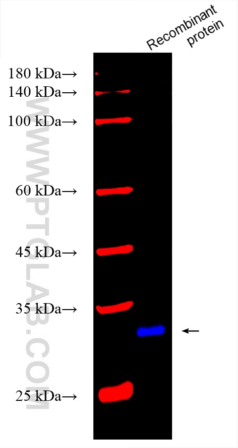 Western Blot (WB) analysis of various lysates using CoraLite® Plus 750-conjugated spike protein Recomb (CL750-82734-4)