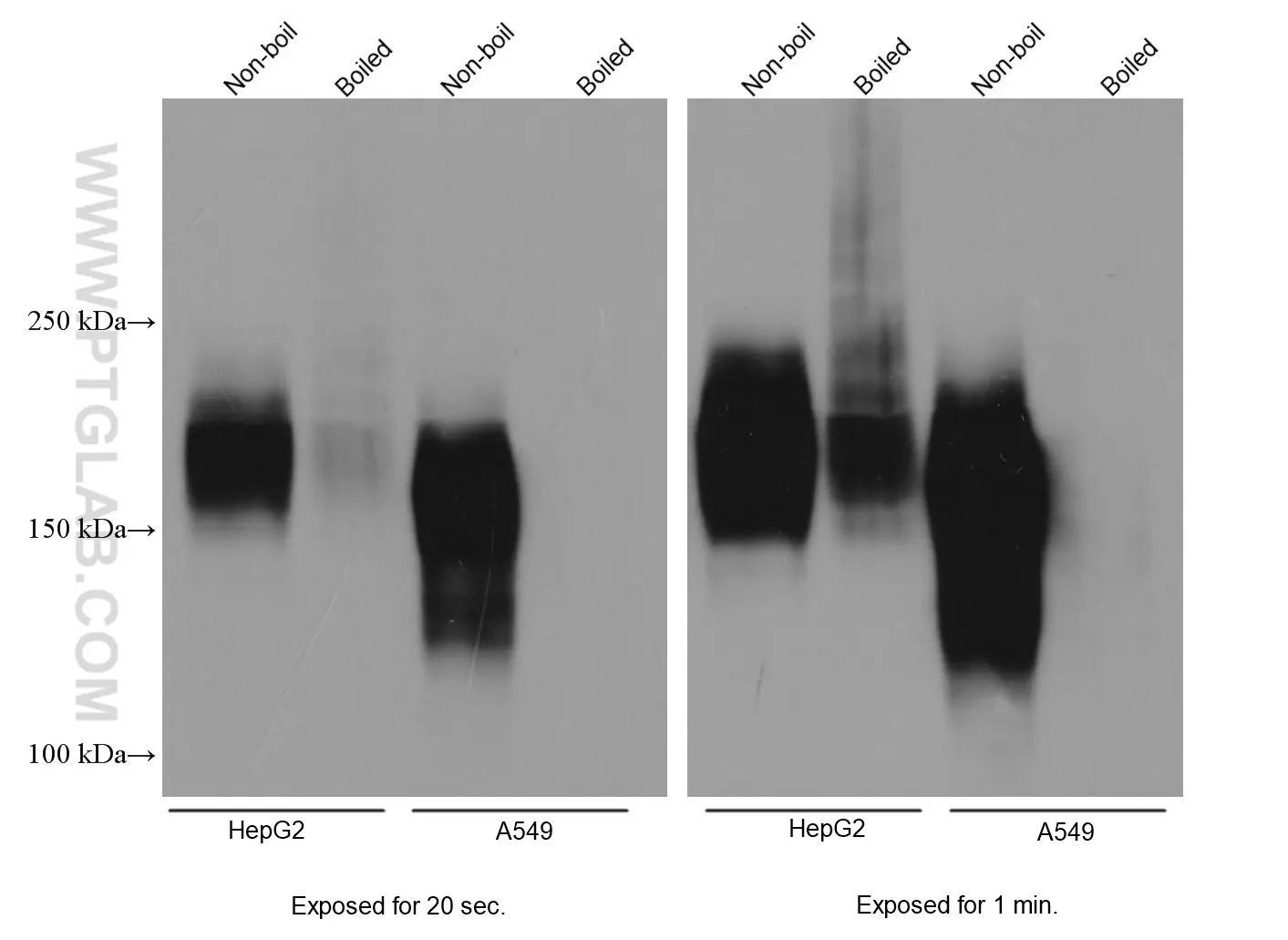 MRP1 antibody (67228-1-Ig) | Proteintech