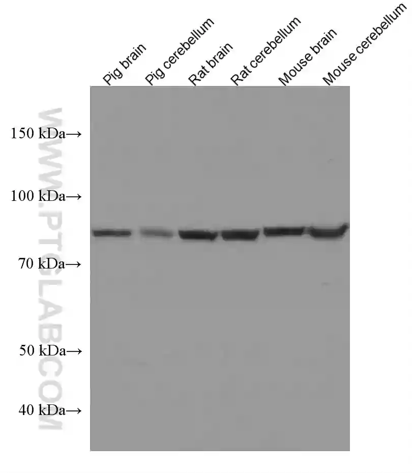 ACO2 antibody (67509-1-Ig) | Proteintech