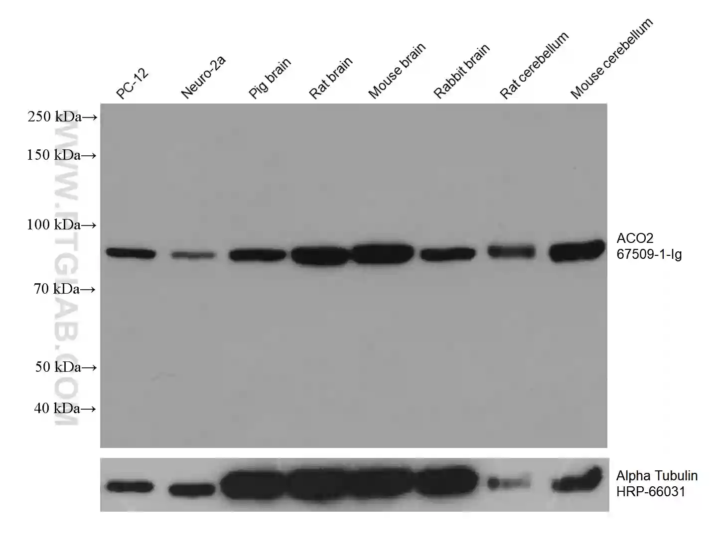 ACO2 antibody (67509-1-Ig) | Proteintech