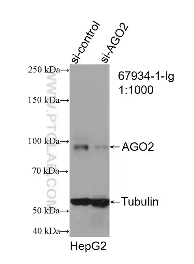 AGO2 antibody (67934-1-Ig) | Proteintech