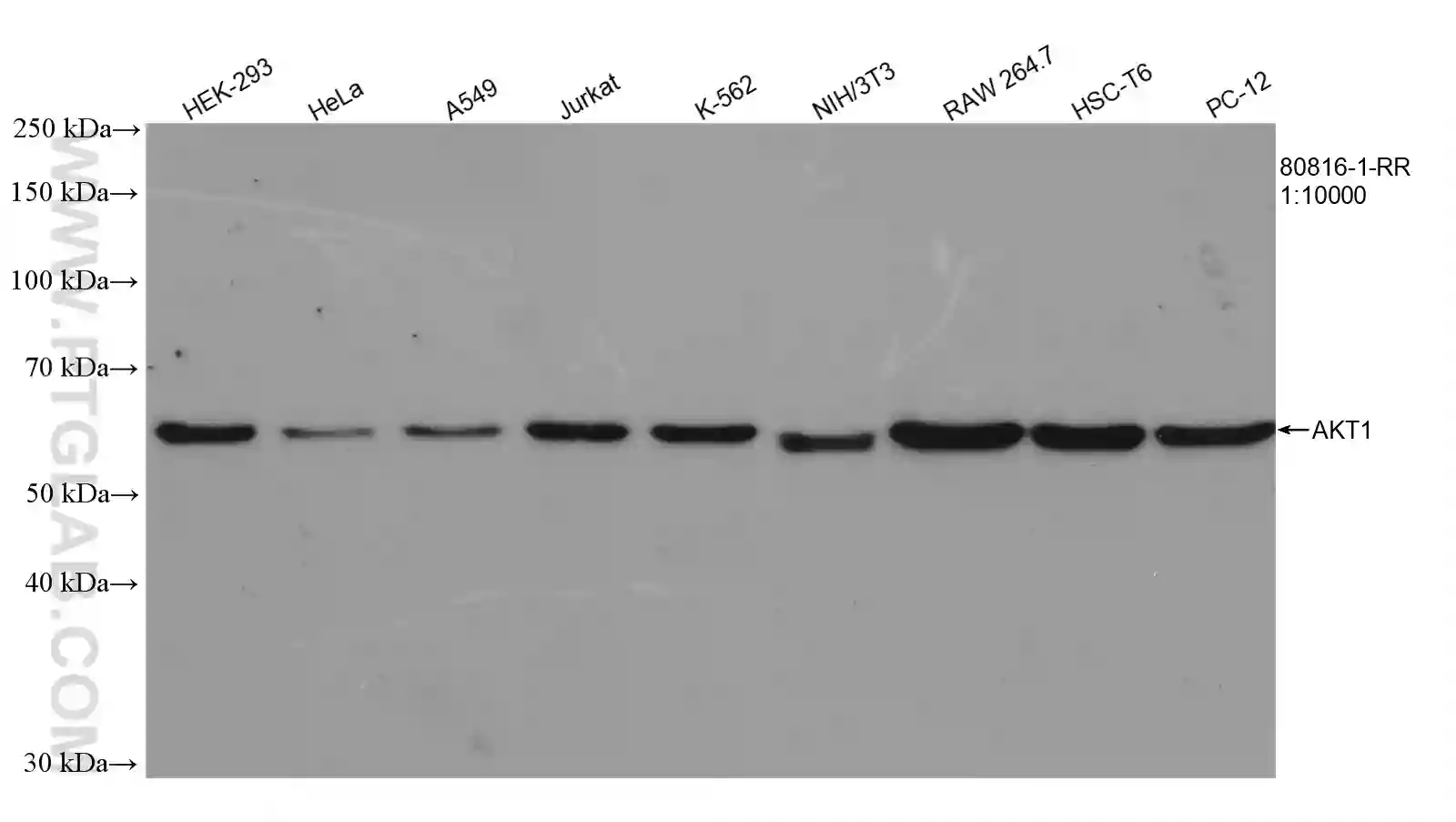 Western blot analysis using AKT1 Recombinant antibody