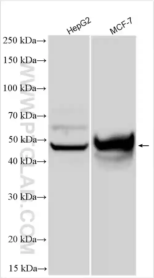 ANGPTL7 antibody (10396-1-AP) | Proteintech