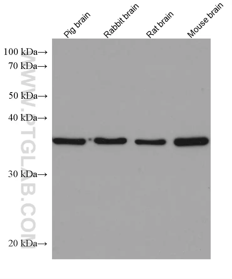 APEX1 antibody (67781-1-Ig) | Proteintech