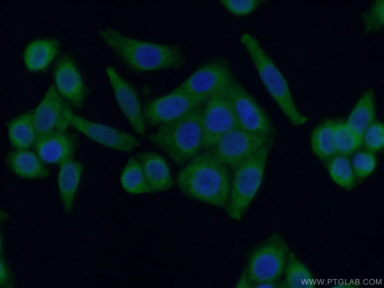 Arginase-1 antibody (CL488-66129) | Proteintech