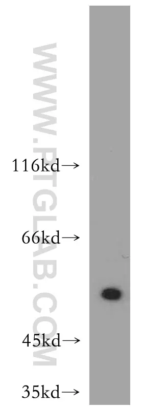 ATF4 antibody 10835 1 AP Proteintech