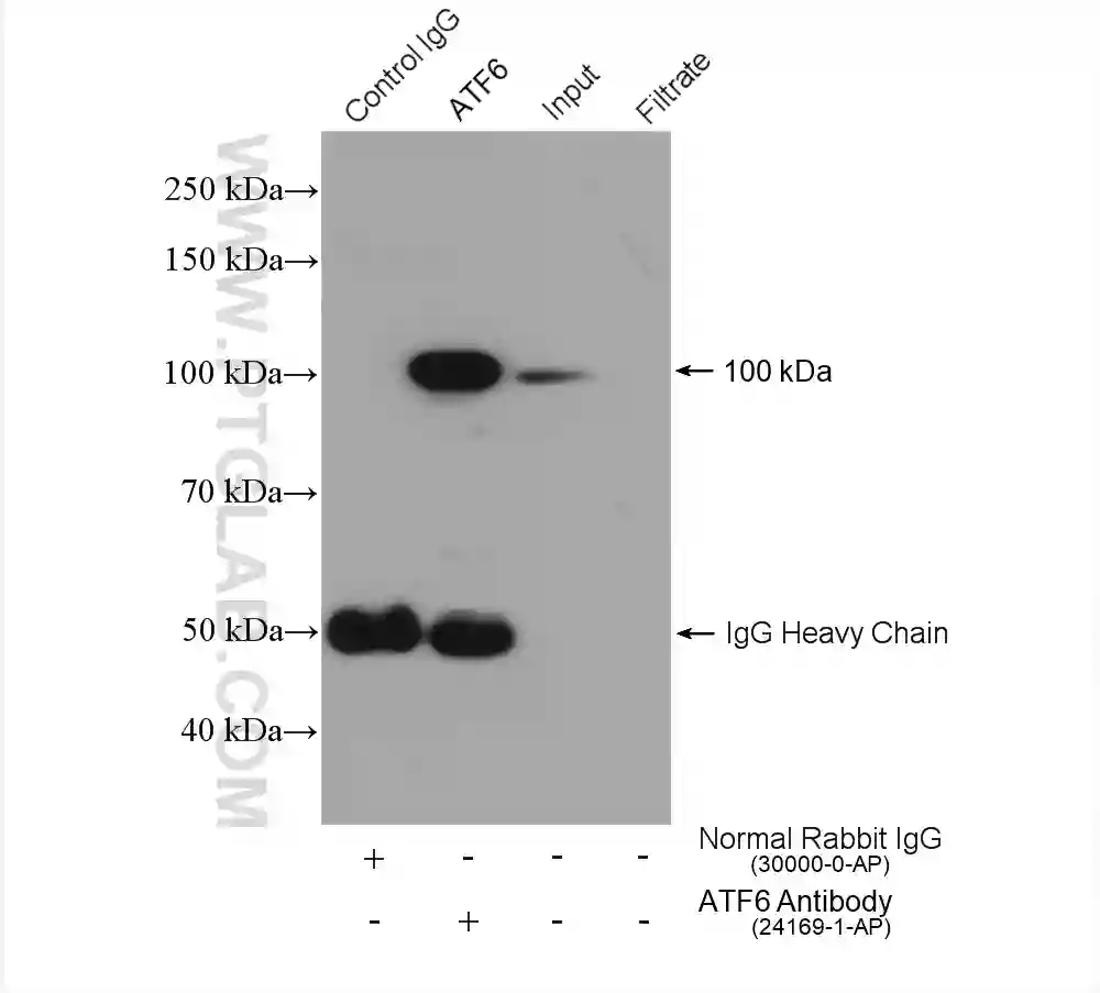 ATF6 antibody (24169-1-AP) | Proteintech