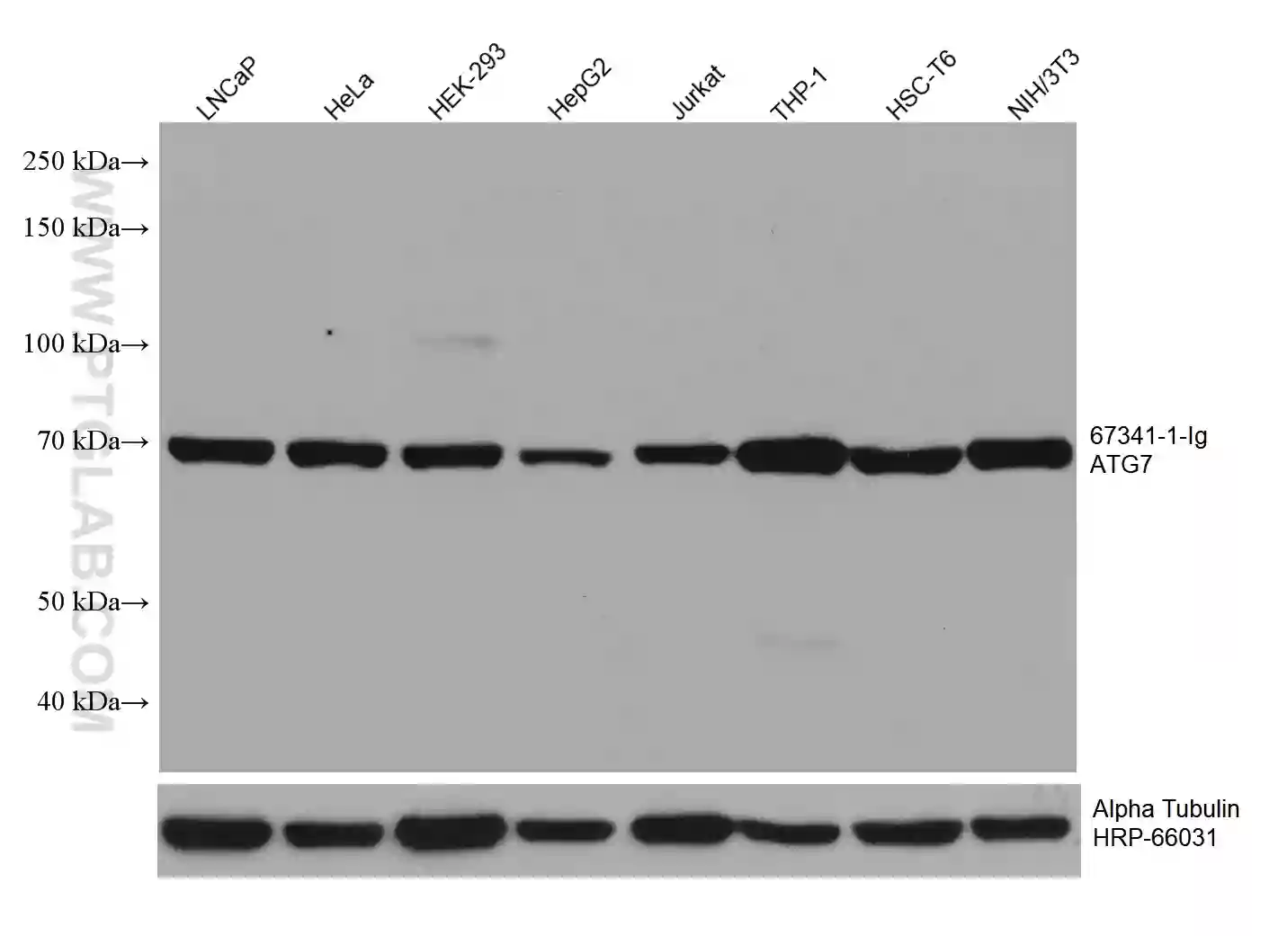 ATG7 antibody (67341-1-Ig) | Proteintech