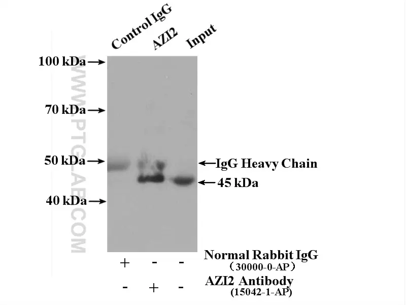 AZI2/NAP1 antibody (15042-1-AP) | Proteintech