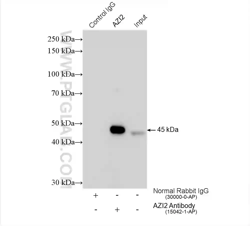 AZI2/NAP1 antibody (15042-1-AP) | Proteintech