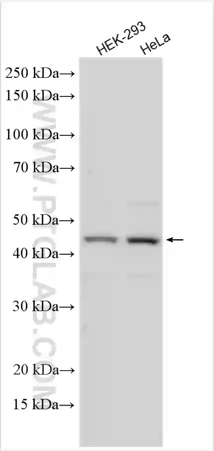 AZI2/NAP1 antibody (15042-1-AP) | Proteintech