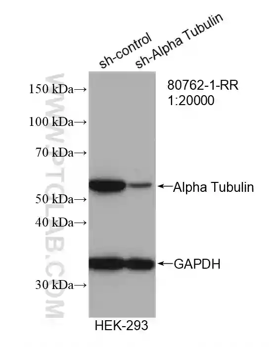 Alpha Tubulin antibody 80762 1 RR Proteintech