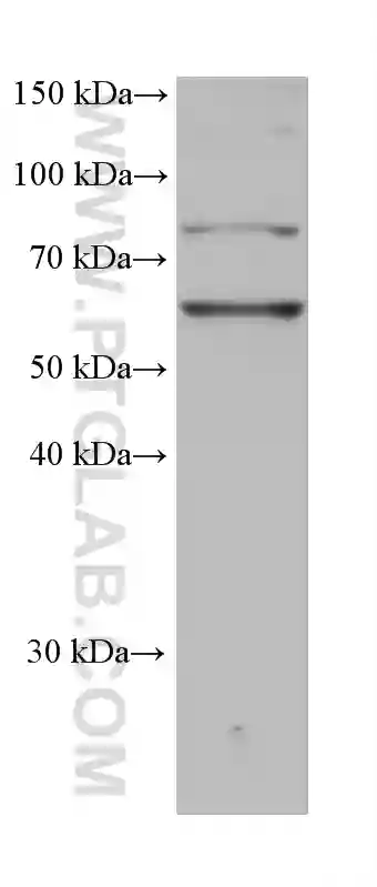 CD80/B7-1 antibody (66406-1-Ig) | Proteintech
