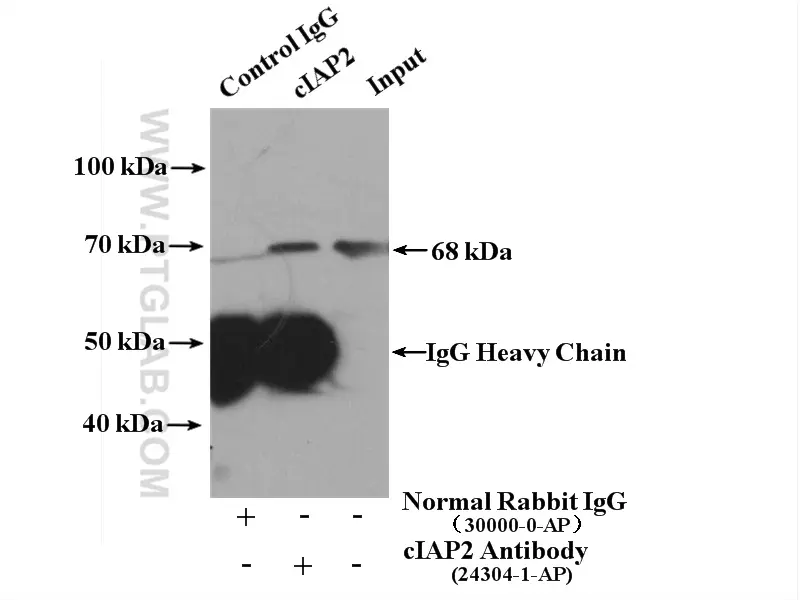 cIAP2 antibody (24304-1-AP) | Proteintech