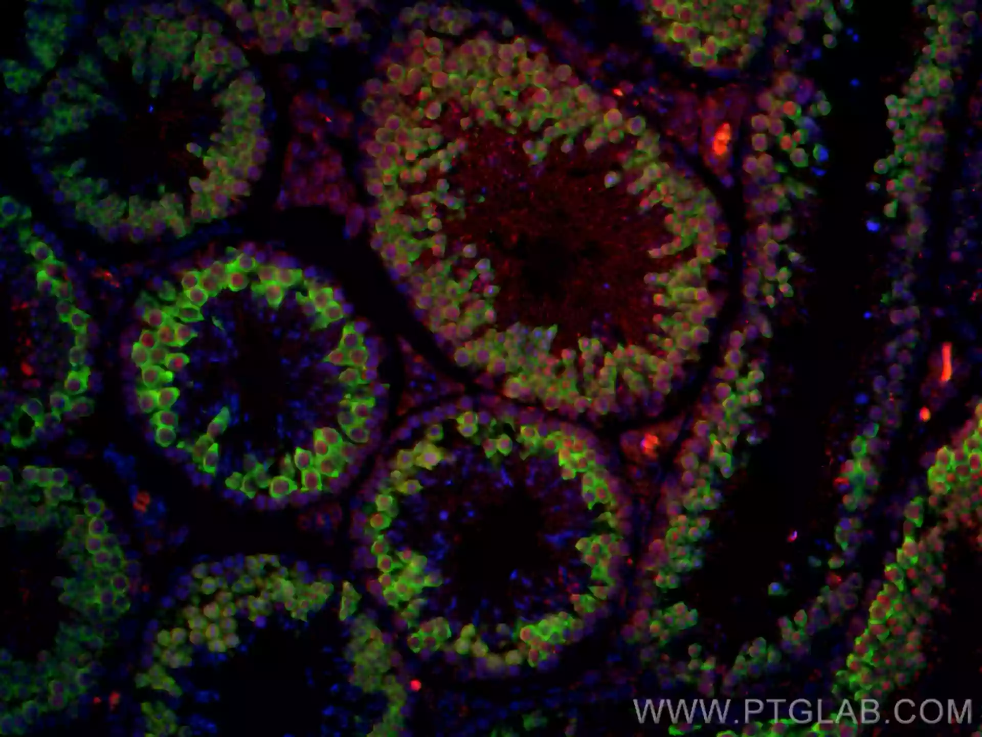 BOULE antibody (CL488-13720) | Proteintech