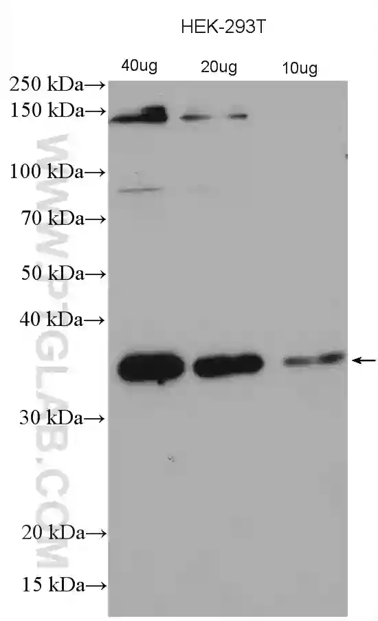 C21orf2 antibody (27609-1-AP) | Proteintech