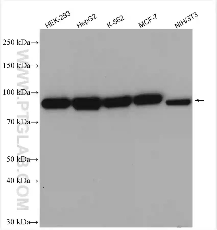 Calnexin antibody (10427-2-AP) | Proteintech