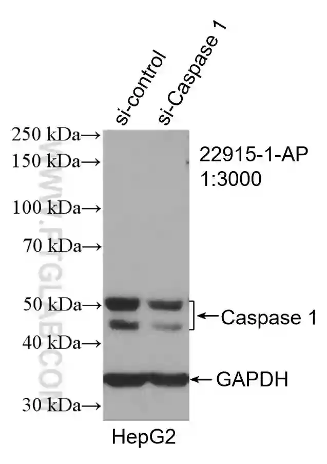 Caspase 1 p20 p10 antibody 22915 1 AP Proteintech