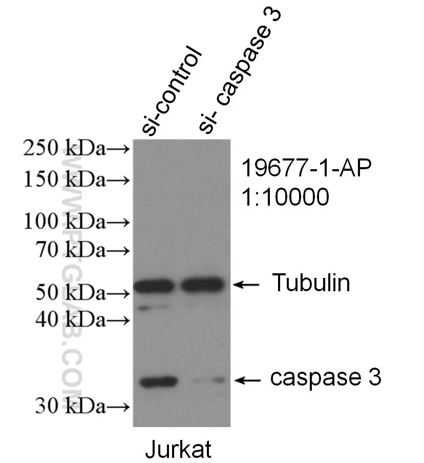 Caspase 3 p17 p19 antibody 19677 1 AP Proteintech