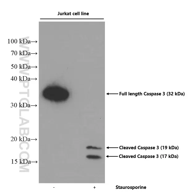 Caspase 3 human specific antibody 66470 1 Ig Proteintech