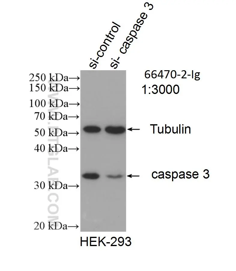 Caspase 3 p17 p19 antibody 66470 2 Ig Proteintech