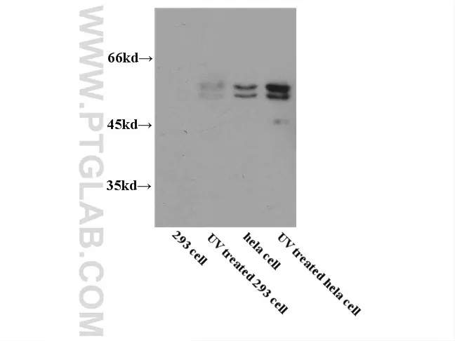 Caspase 8/p43/p18 antibody (13423-1-AP)