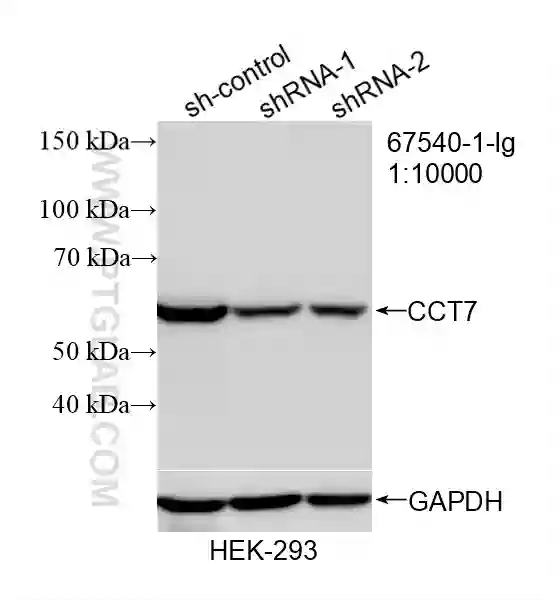 CCT7 antibody (67540-1-Ig) | Proteintech