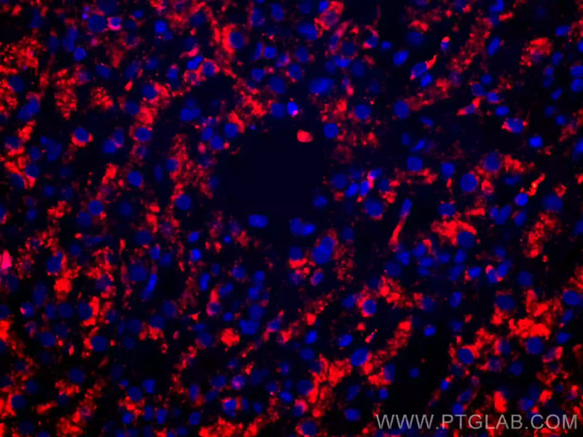 CD107a / LAMP1 antibody (CL594-67300) | Proteintech