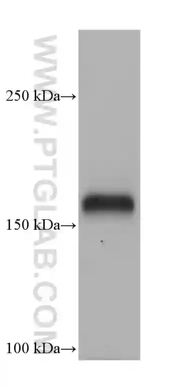 CD11a/Integrin Alpha L antibody (66256-1-Ig) | Proteintech