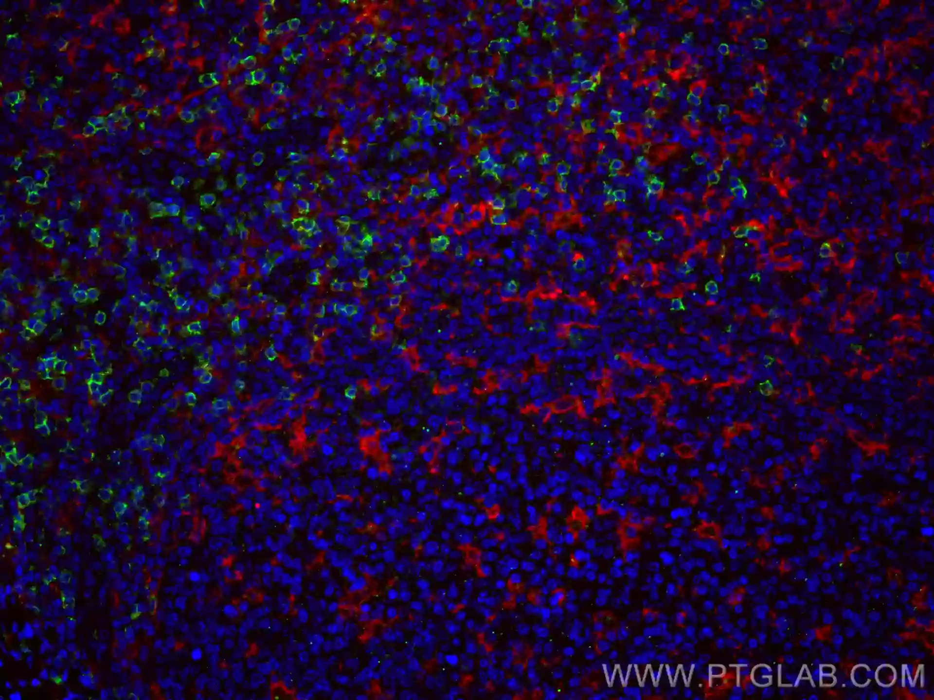 CD11c/Integrin Alpha X antibody (CL594-60258) | Proteintech