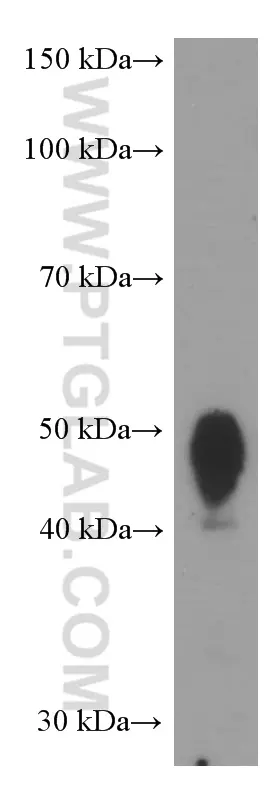 CD200 antibody (66282-1-Ig) | Proteintech