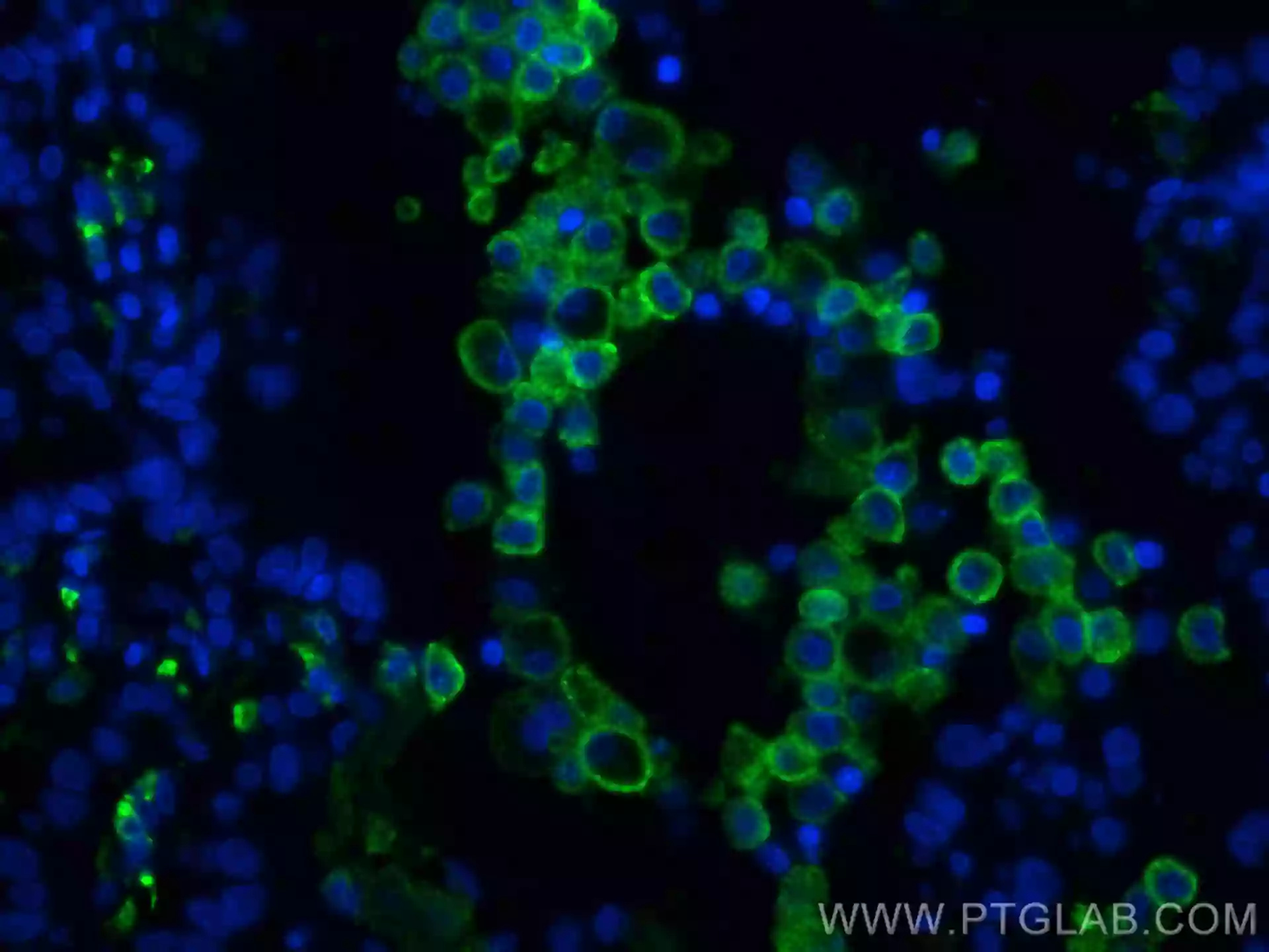 CD206 antibody (CL488-60143) | Proteintech