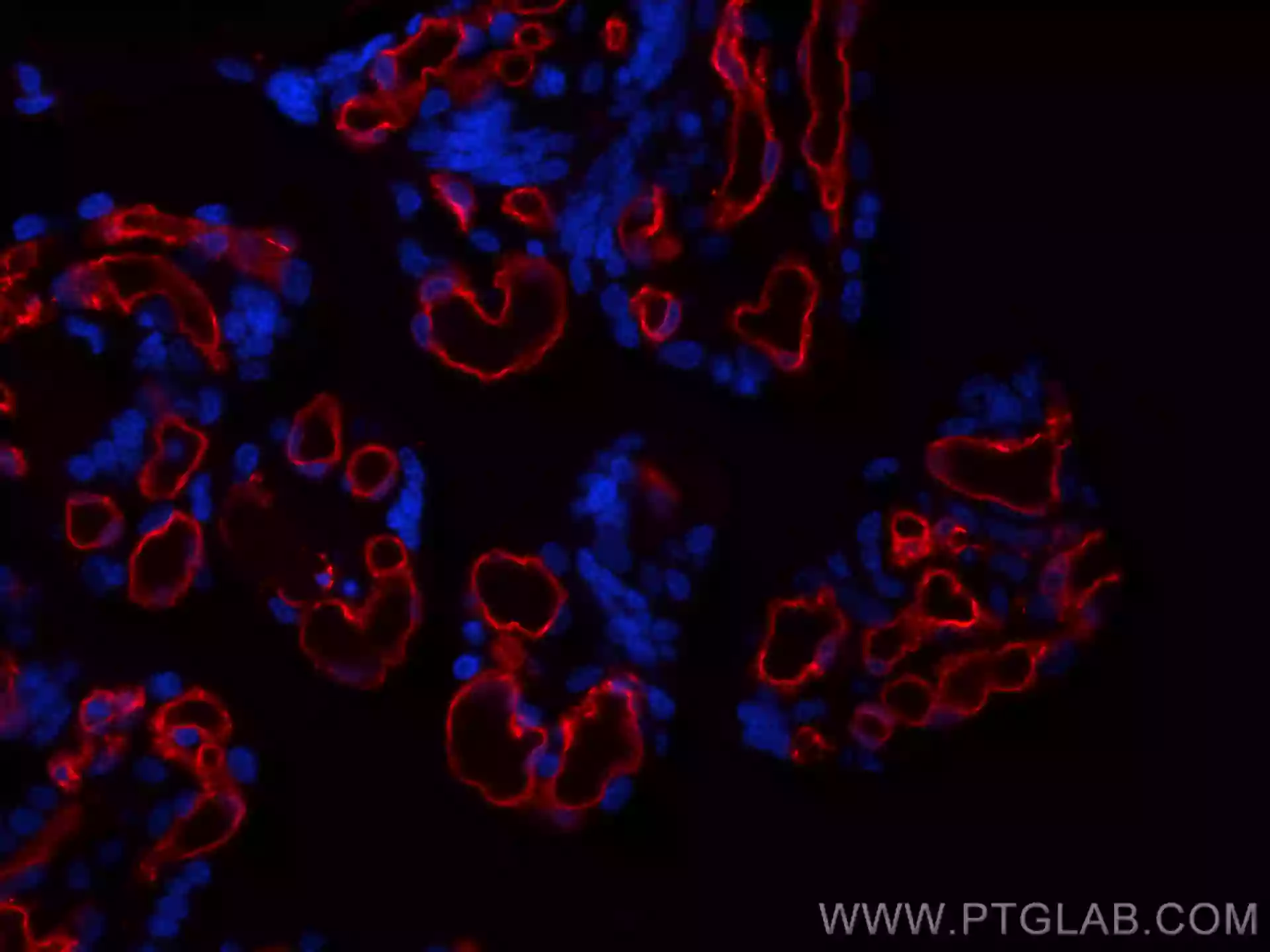 CD31 antibody CL594 66065 Proteintech