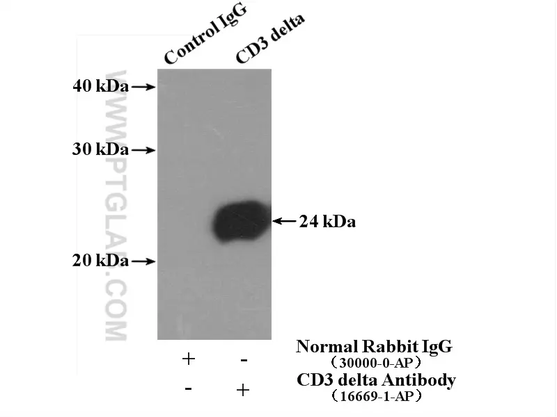 CD3 Delta antibody (16669-1-AP) | Proteintech
