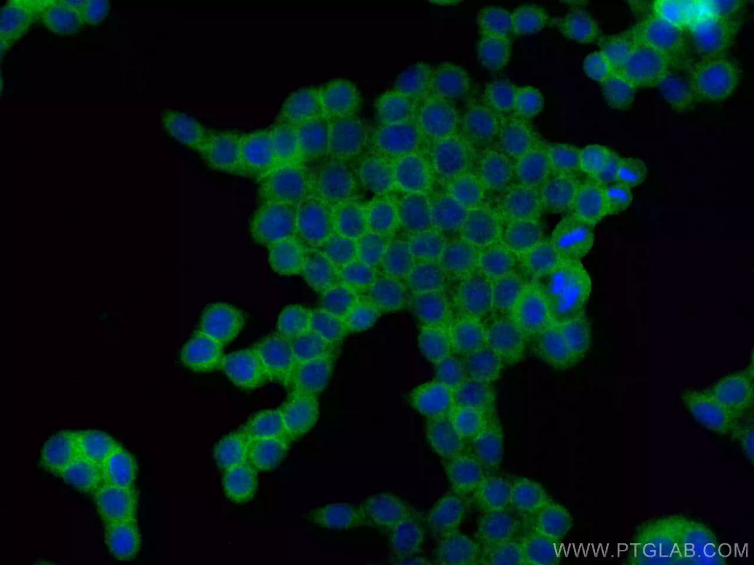 CD59 antibody (CL488-68222) | Proteintech