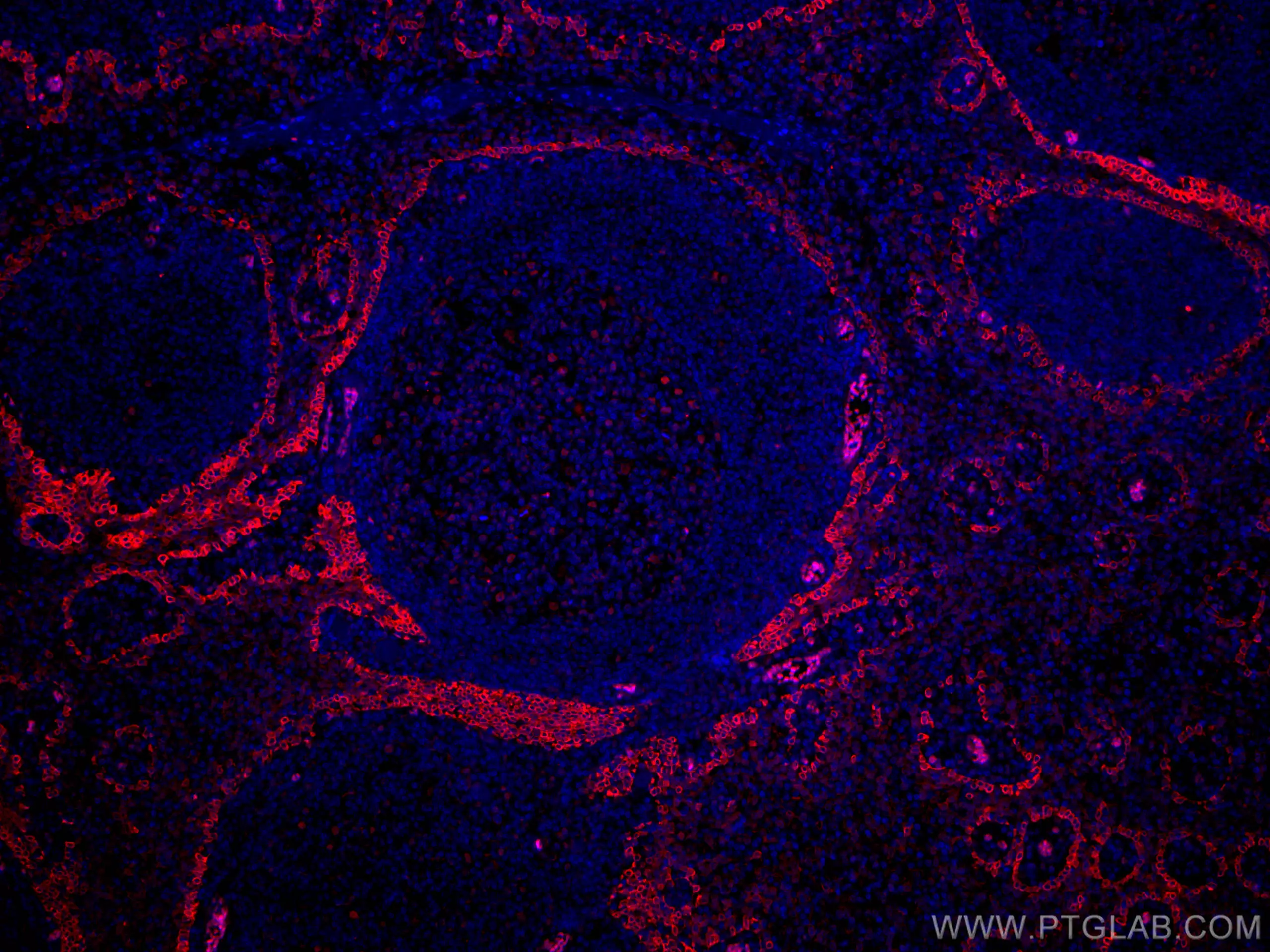 CD63 antibody CL594 67605 Proteintech