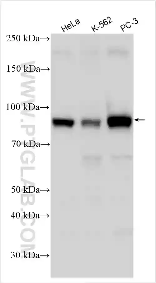 CD71 antibody (65236-1-Ig) | Proteintech