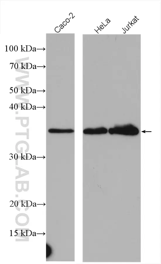 CDC123/C10orf7 antibody (28178-1-AP) | Proteintech