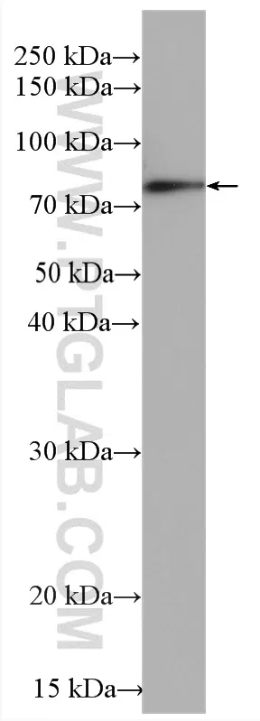 mNeonGreen antibody (29523-1-AP)