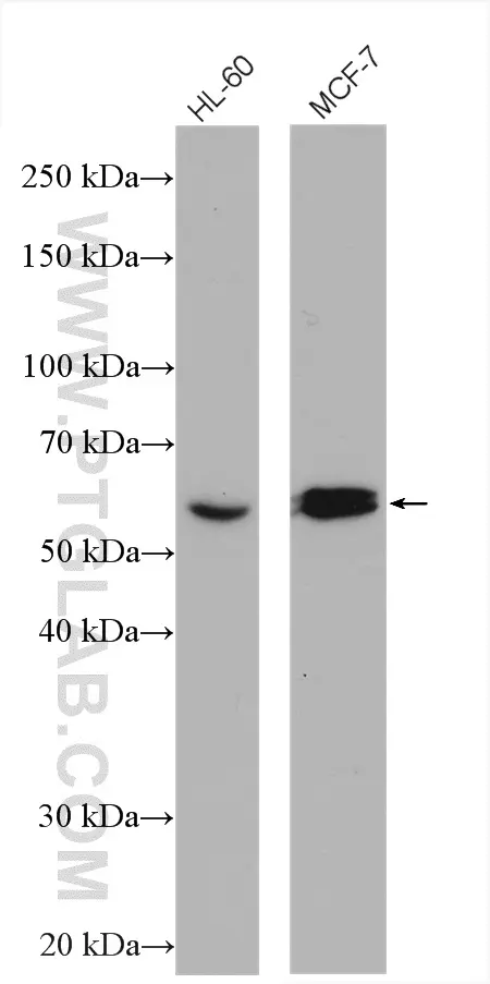 CHRNA7 antibody (21379-1-AP) | Proteintech