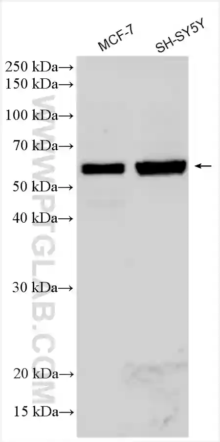 CHRNA7 antibody (21379-1-AP) | Proteintech