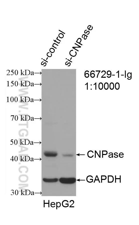 CNPase antibody (66729-1-Ig) | Proteintech